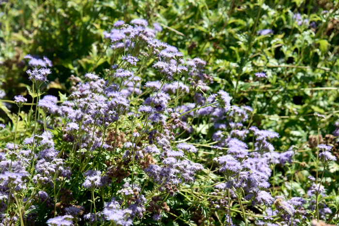 Palmleaf Thoroughwort (Gregg’s Mistflower is relatively rare in the United States where it is found only in western Texas, southern New Mexico to southern Arizona. Conoclinium greggii Palmleaf Thoroughwort (Gregg’s Mistflower is relatively rare in the United States where it is found only in western Texas, southern New Mexico to southern Arizona. Conoclinium greggii